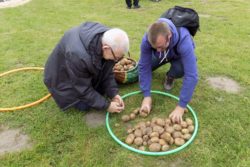 Dwaj mężczyźni przekładający ziemniaki z ziemi do kosza.
