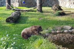 Niedźwiedż na wybiegu w ogrodzie zoologicznym.