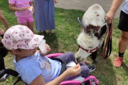 Dziewczynka na wózku inwalidzkim karmiąca alpakę.