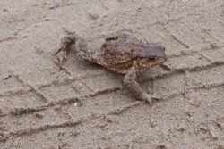 Żaba na piaszczystej drodze.